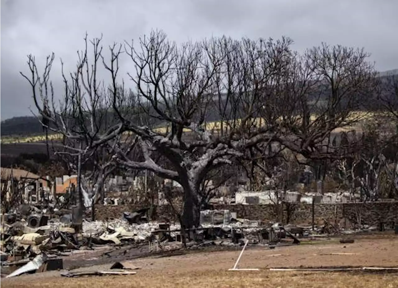 El pueblo determinará reconstrucción de zonas afectadas por incendios, dice gobernador de Hawaii; van 114 muertos