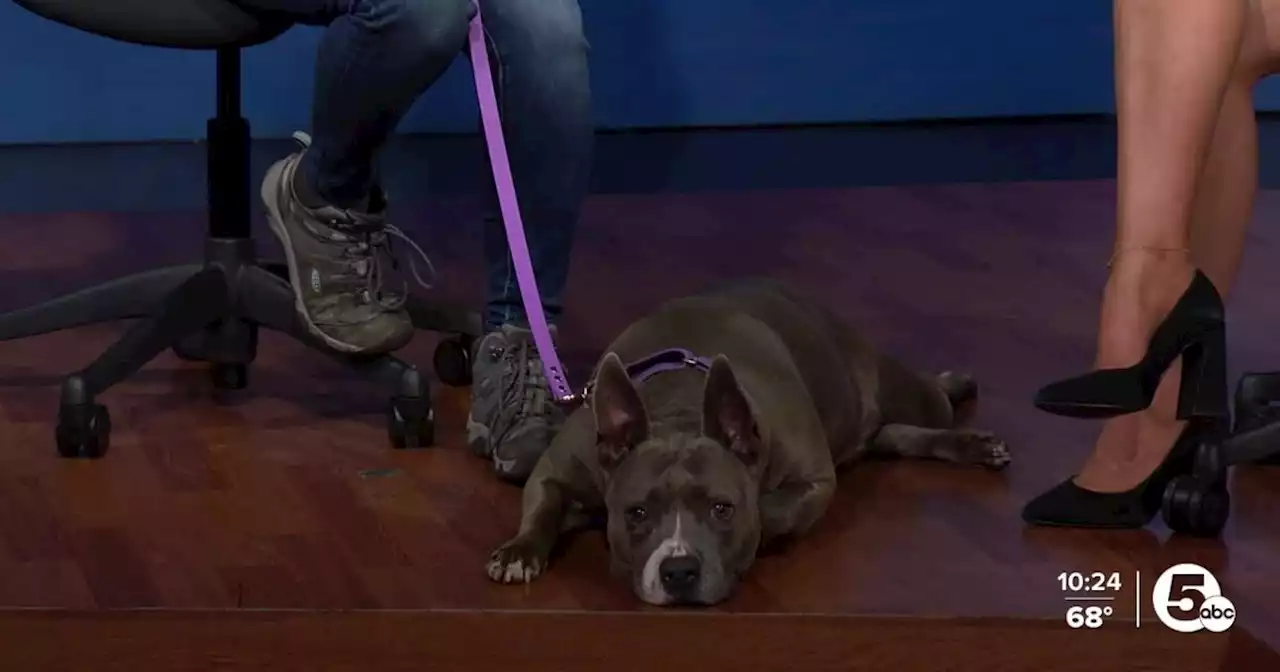 Miss Diva is Cleveland Animal Protective League's Pet of the Week