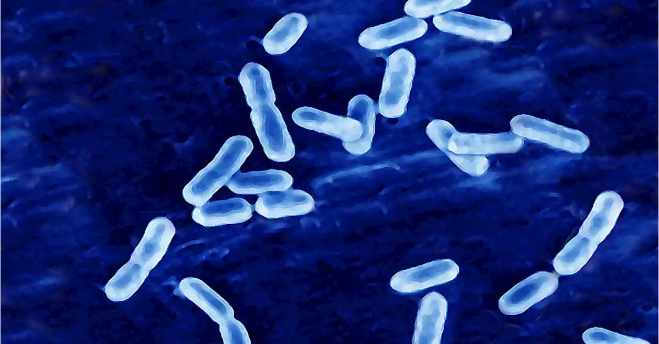 Listeria warning after three deaths in US linked to contaminated ice cream machines