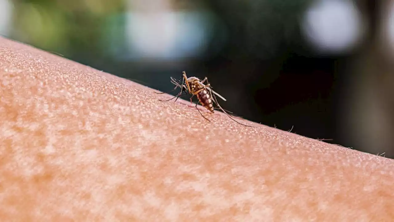 Another case of locally acquired malaria was found, but experts say no need for concern