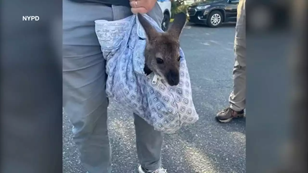 Young wallaby confiscated from man on Coney Island Boardwalk now in foster care on Long Island