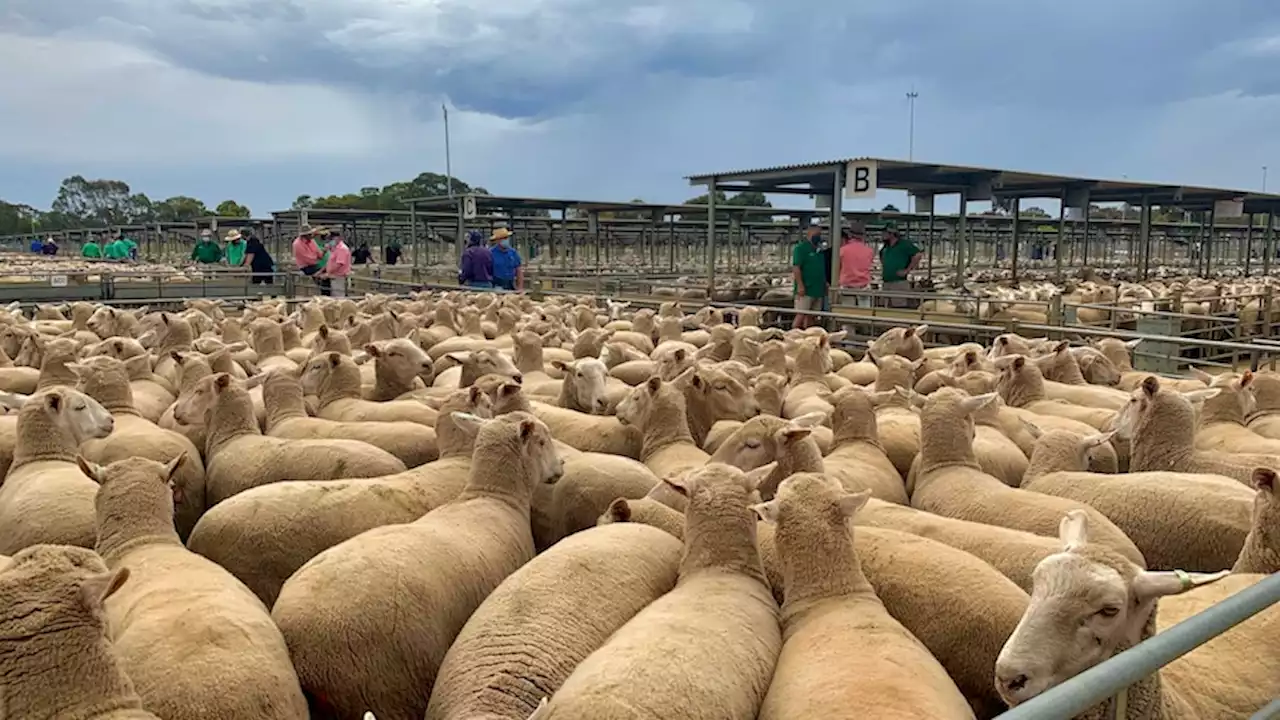 Worst conditions in seven years lead to lamb slaughter at saleyards