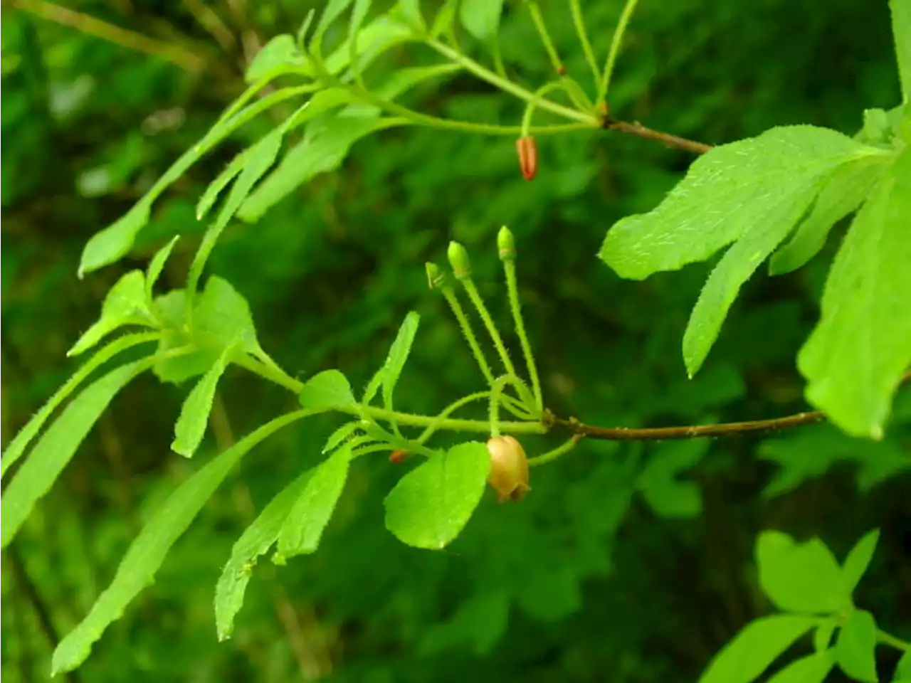 New Sitka research could help berry pickers adjust to climate change