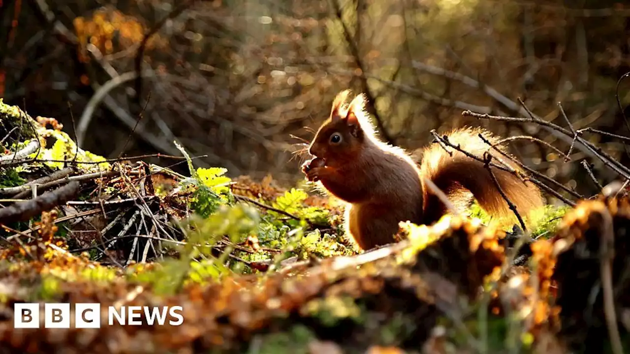 Filming red squirrels a 'labour of love project'