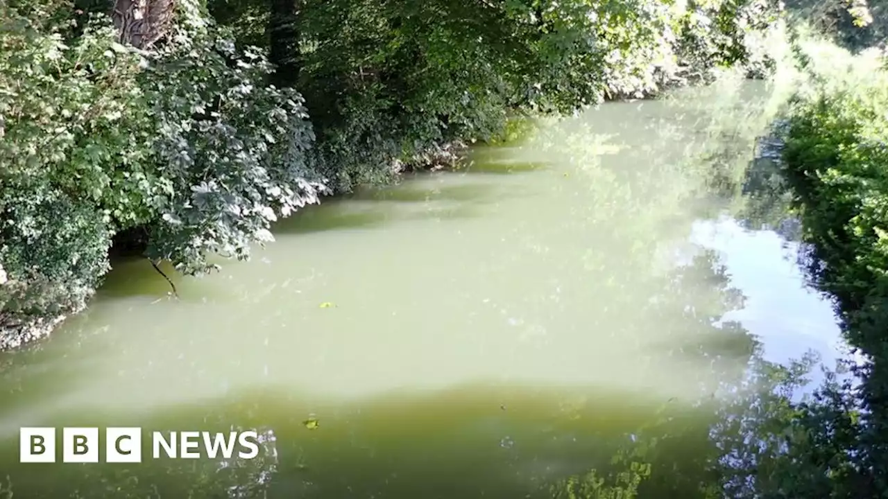 Snorkeler highlights poor river water quality in East of England