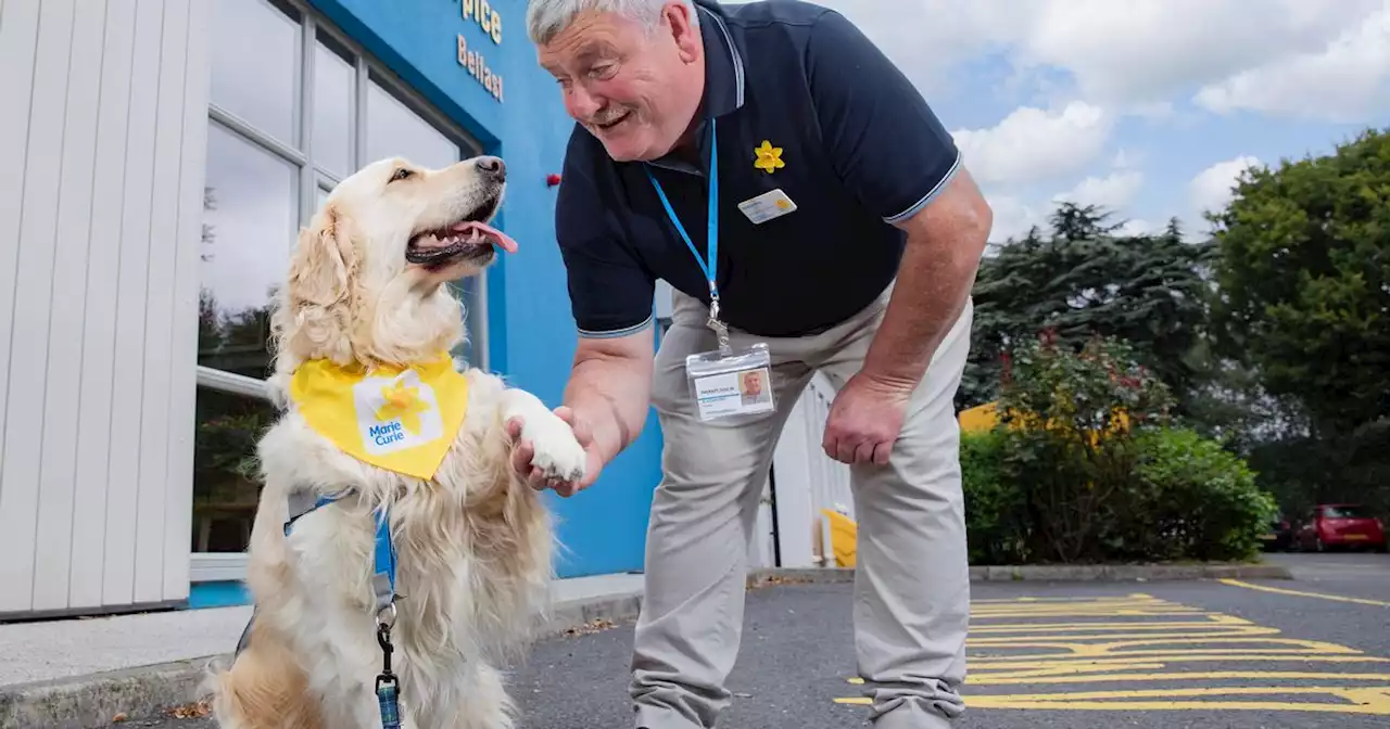 Marie Curie Belfast gets therapy dog to help patients cope