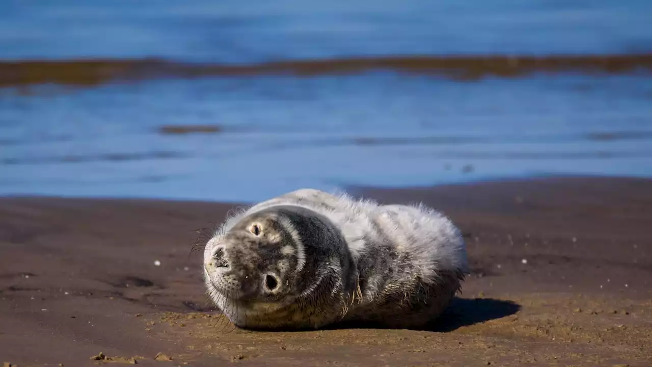 Bretagne: la mort d'un bébé phoque échoué sur une plage indigne les défenseurs des animaux