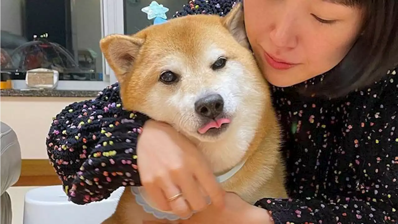 Anjing Shiba Inu Si 'Raja Meme' Mati Akibat Kanker