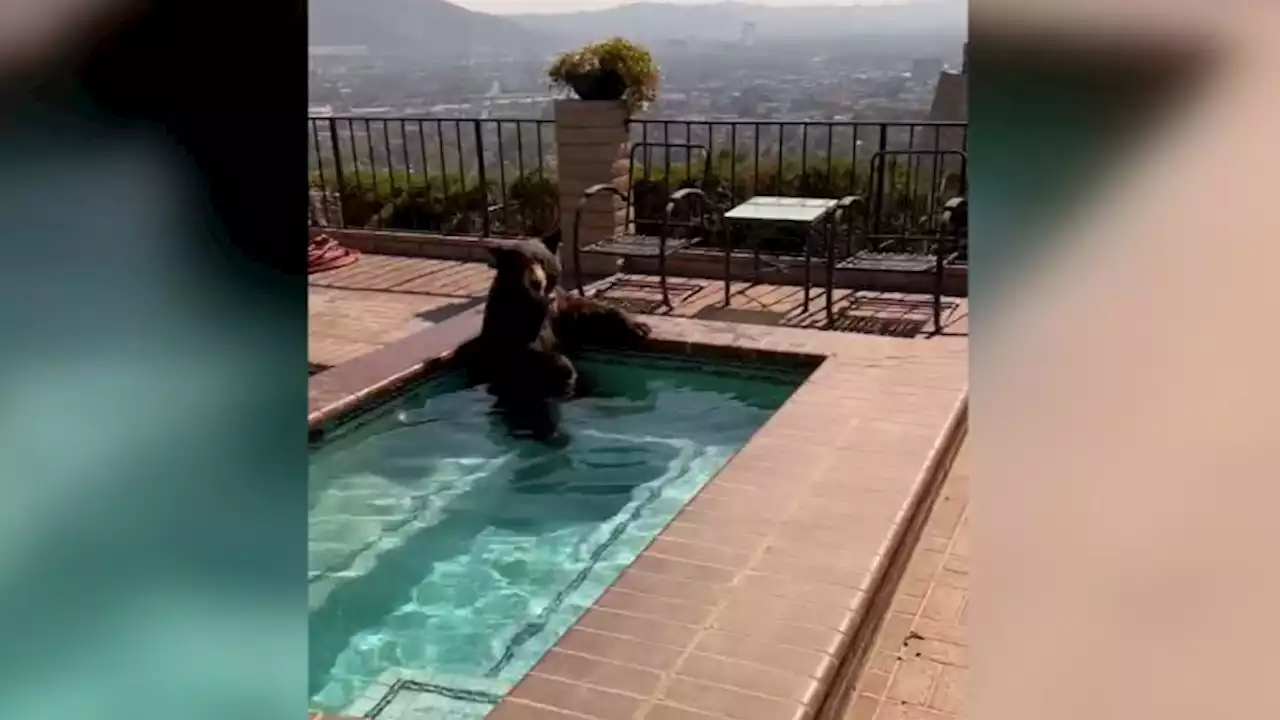 Bear cools off in a Burbank pool during heat wave