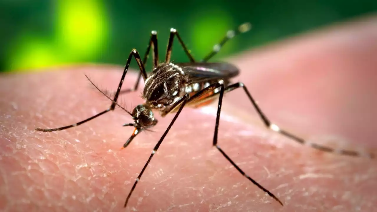 West Nile virus detected in Ottawa mosquitoes