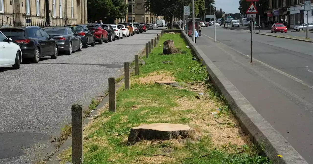 Campaigner calling for clarity over felling of Paisley trees