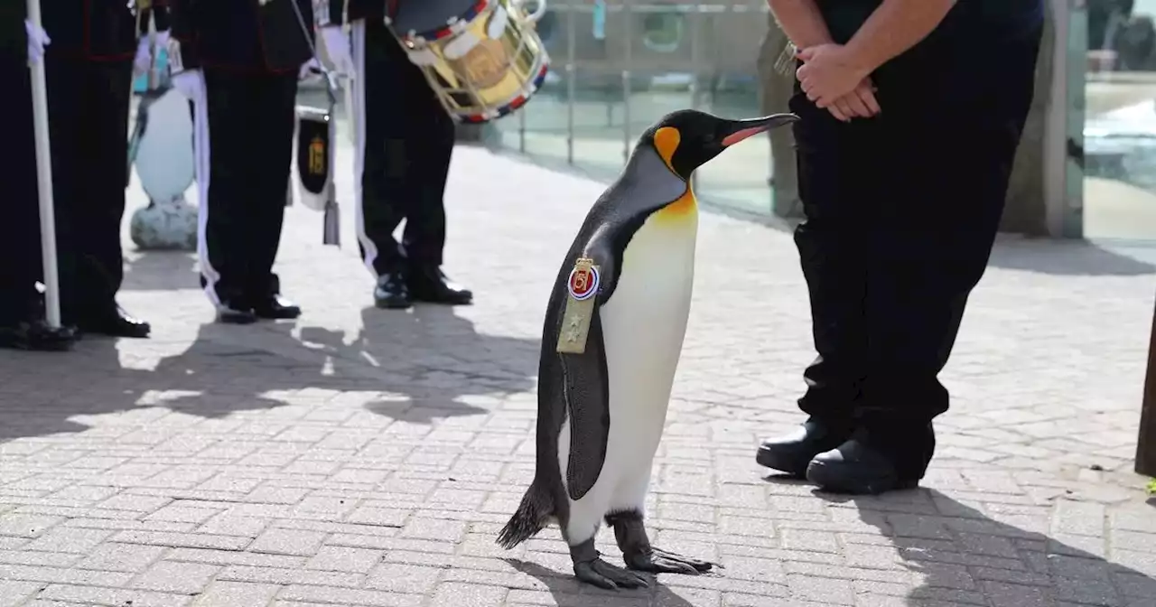 Edinburgh Zoo mascot penguin promoted to general in adorable photos