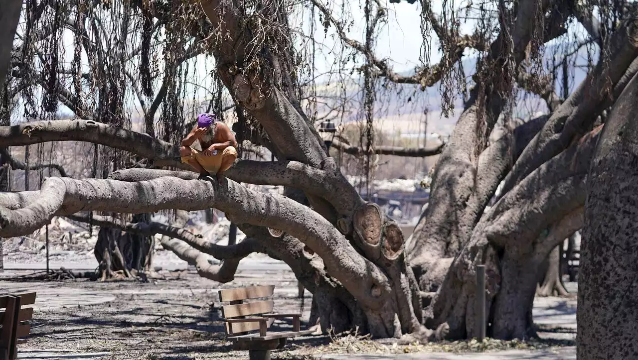 Wahrzeichen von Lahaina auf Maui: »Als wäre der Baum in einem Koma«