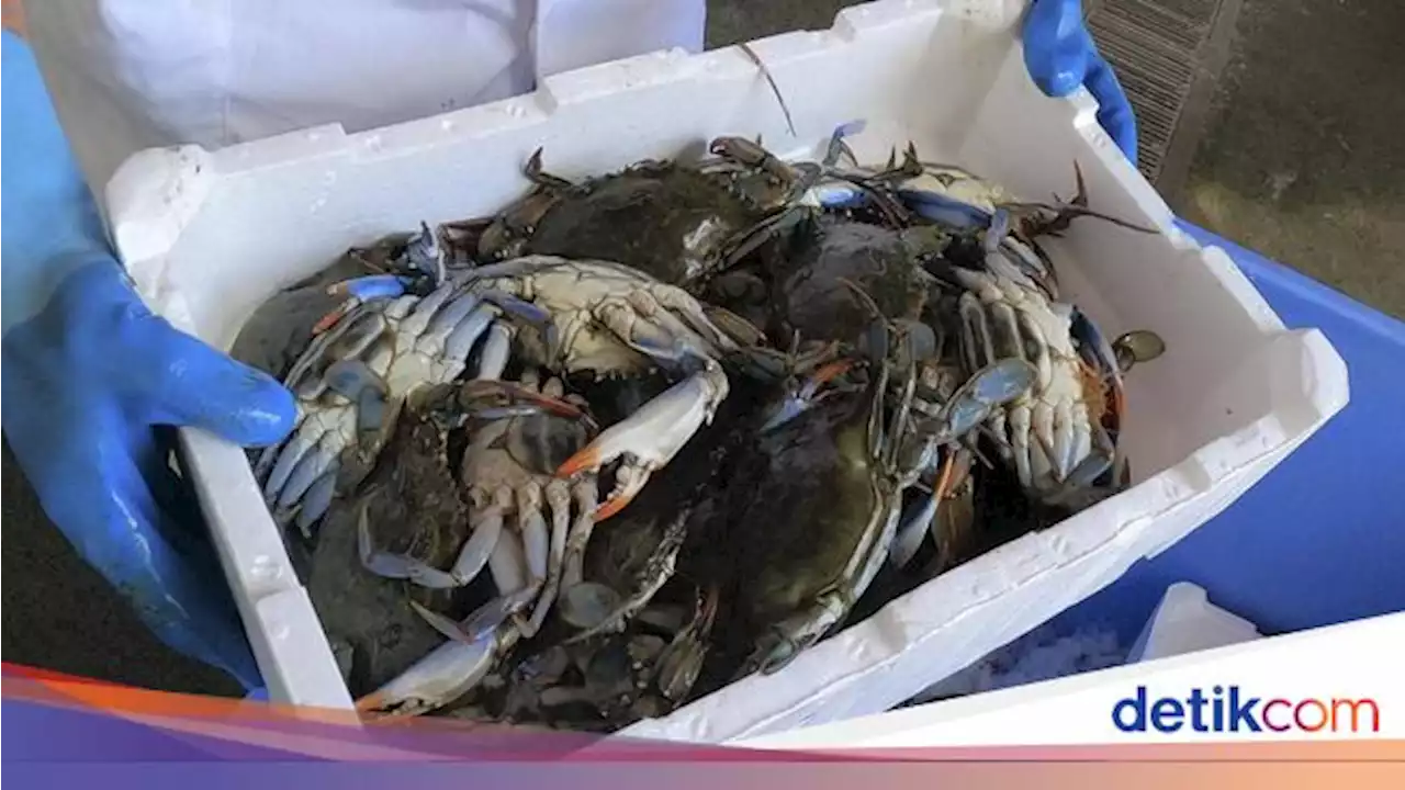 Kepiting Biru Invasi Perairan Italia, Mengancam Industri Kerang