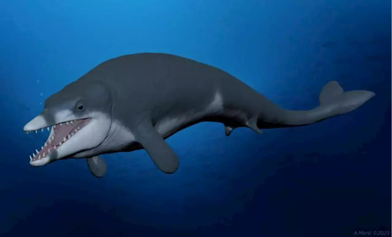 How an Ancient Fossil Found in Egypt May Explain Whale Evolution