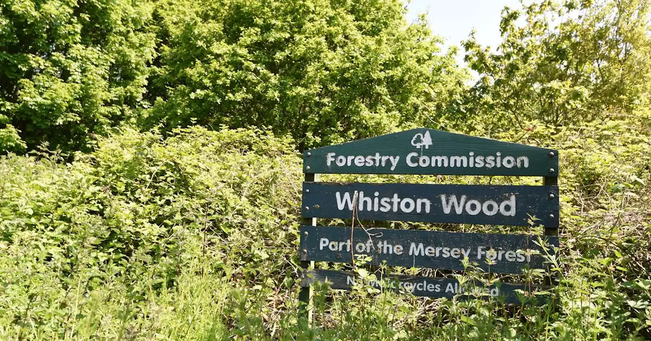 Row deepens over plans to convert woods into cemetery