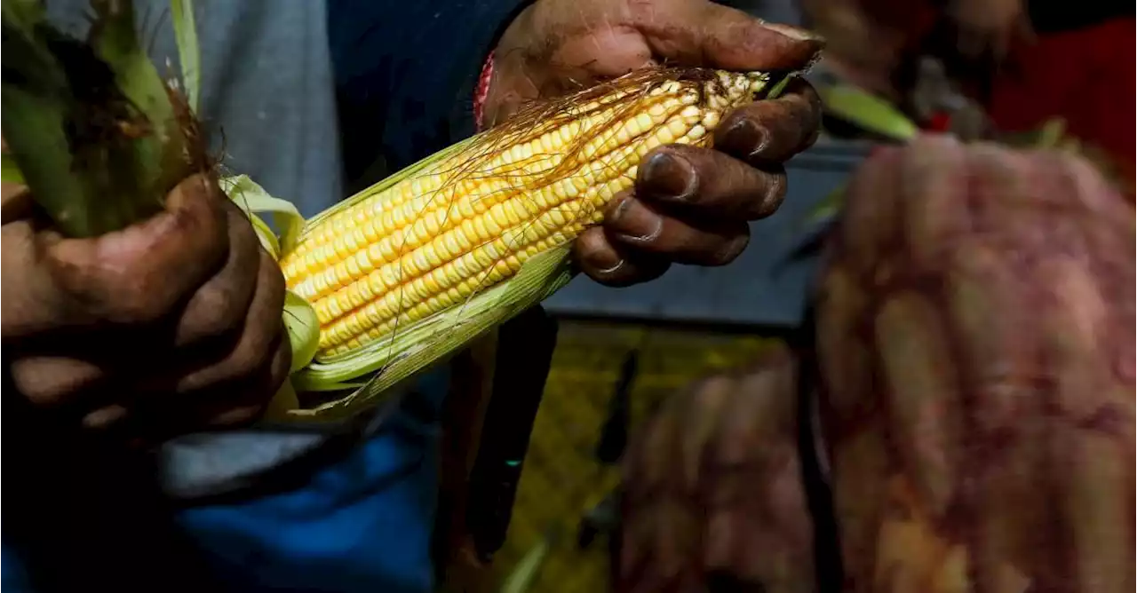 Cultivadores de cereales respaldan renegociación del TLC con Estados Unidos