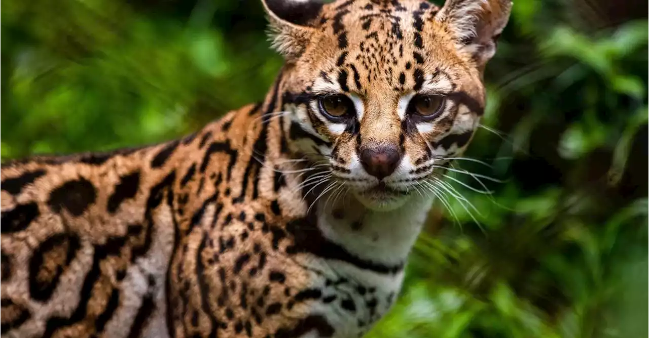 Fauna silvestre del Valle de Aburrá vive aislada en una ‘selva de cemento’