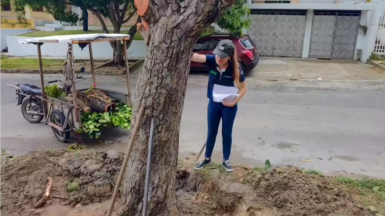 Barranquilla Verde sancionará a usuarios por talar árbol sin autorización