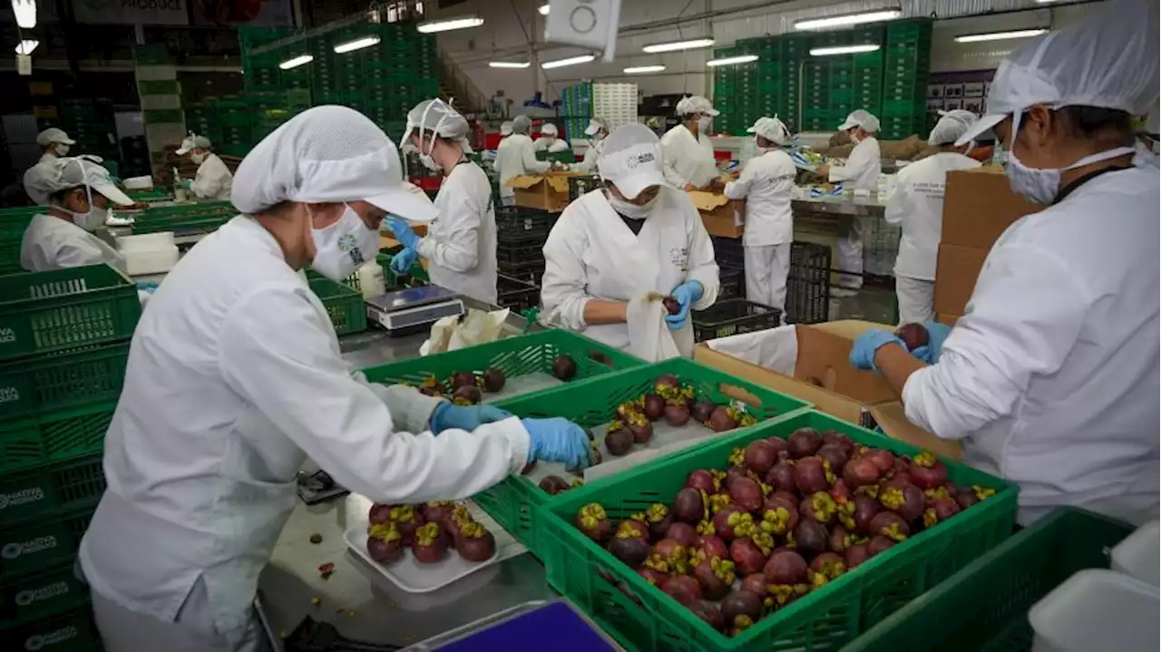 Así está el panorama de la exportación de frutas exóticas colombianas en Europa