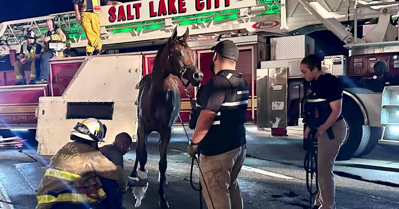 5 horses rescued after rollover accident in Salt Lake City