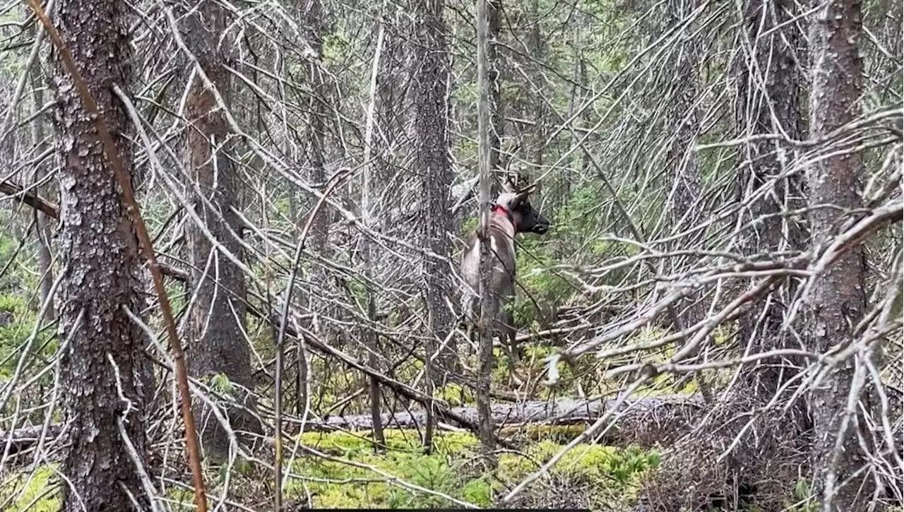 Québec : les derniers caribous de Val d’Or