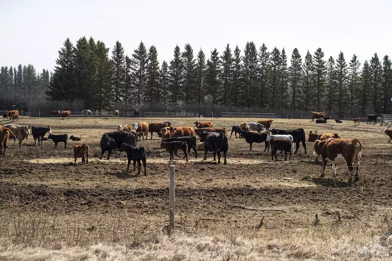 Saskatchewan government to offer $70-million to help drought-stricken producers