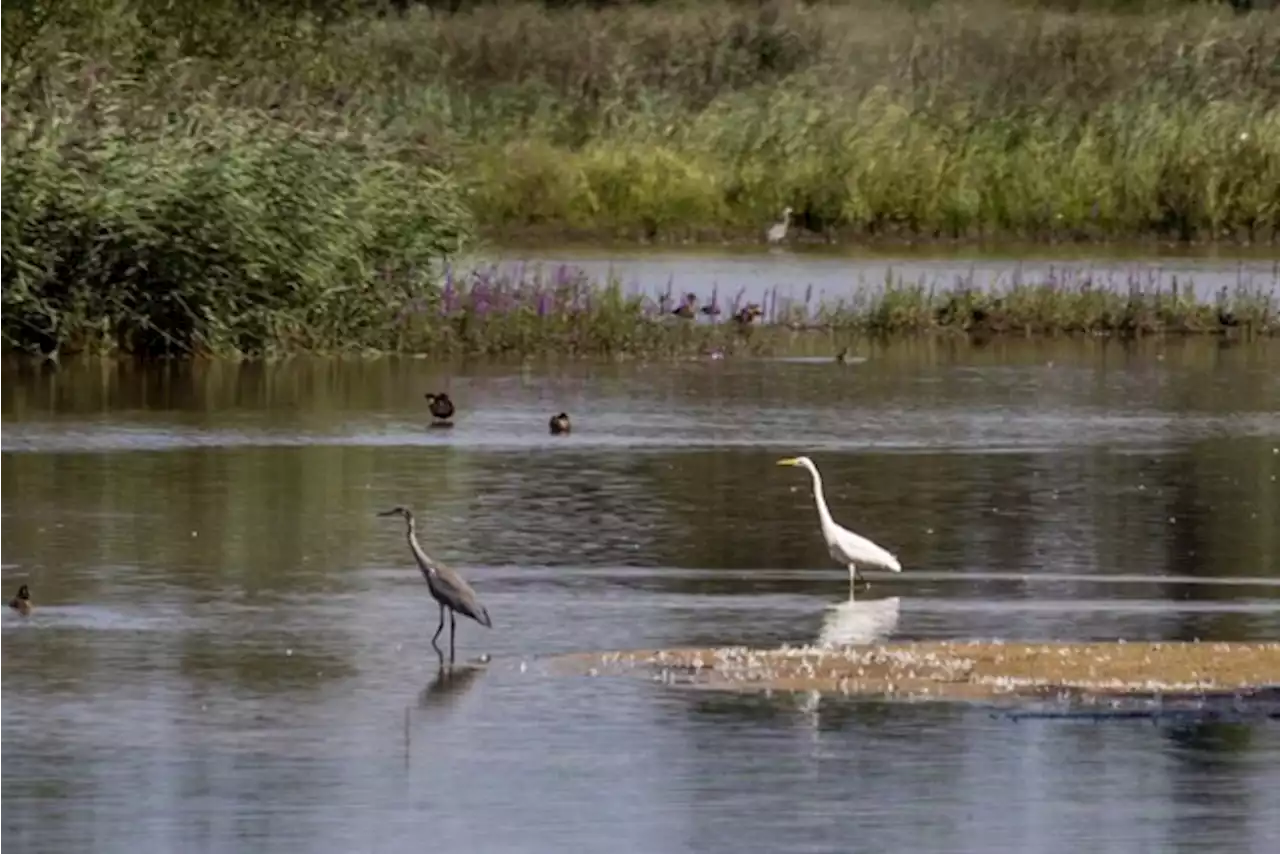 Oud stort waar brug van Pulle 57 jaar (!) onder stak is afgegraven, natuur neemt gebied pijlsnel over: “Dit toont nog maar eens aan dat water bron van alle leven blijft”