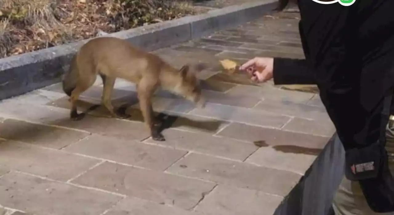 Terni. La mamma volpe adottata da Miranda ogni sera va alla trattoria del paese