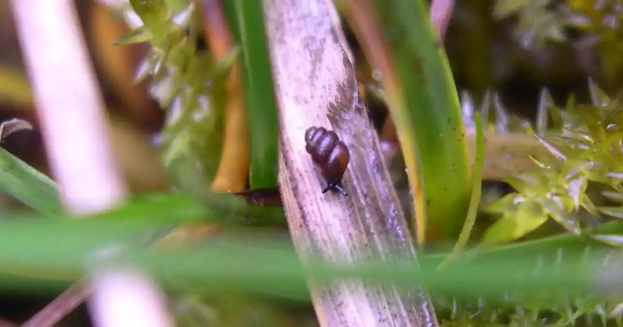 A decade after a tiny snail halted urgent public health works on water treatment, Uisce Éireann is to bring it back