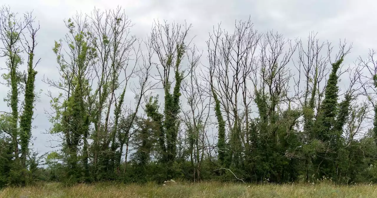 Ash dieback continues to devastate Irish tree population