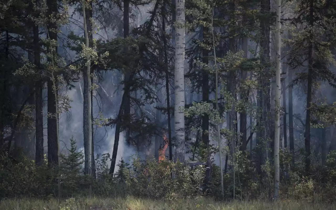 Incêndios florestais no Canadá têm mil focos ativos; fogo ameaça cidades | Mundo e Ciência