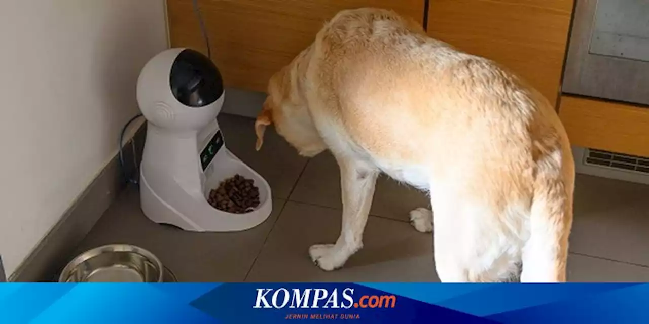 3 Penyebab Anjing Menyembunyikan Makanan dan Cara Menghentikannya