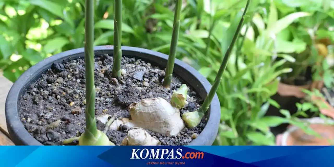 4 Cara Menanam Akar Jahe di Dalam Ruangan