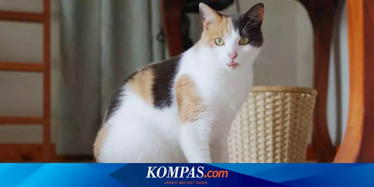 Benarkah Kucing dengan Warna Bulu Belang Tiga Selalu Betina?