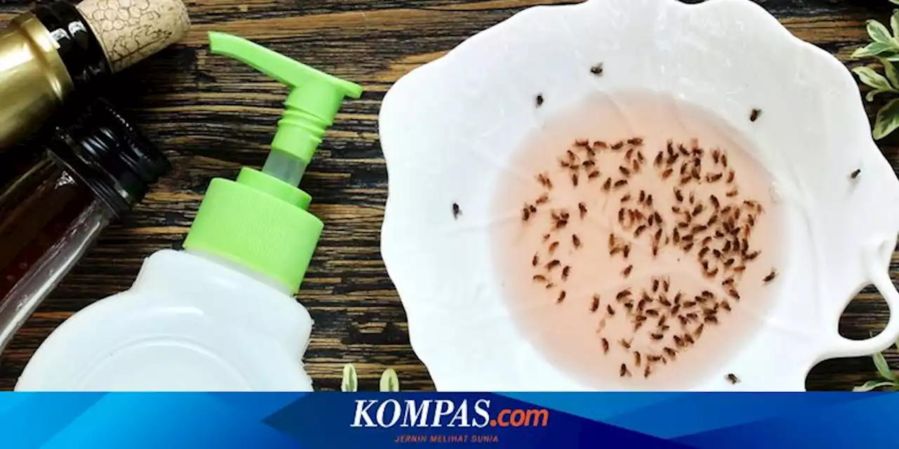 Cara Membuat Perangkap Lalat Buah di Rumah dengan Bahan Alami