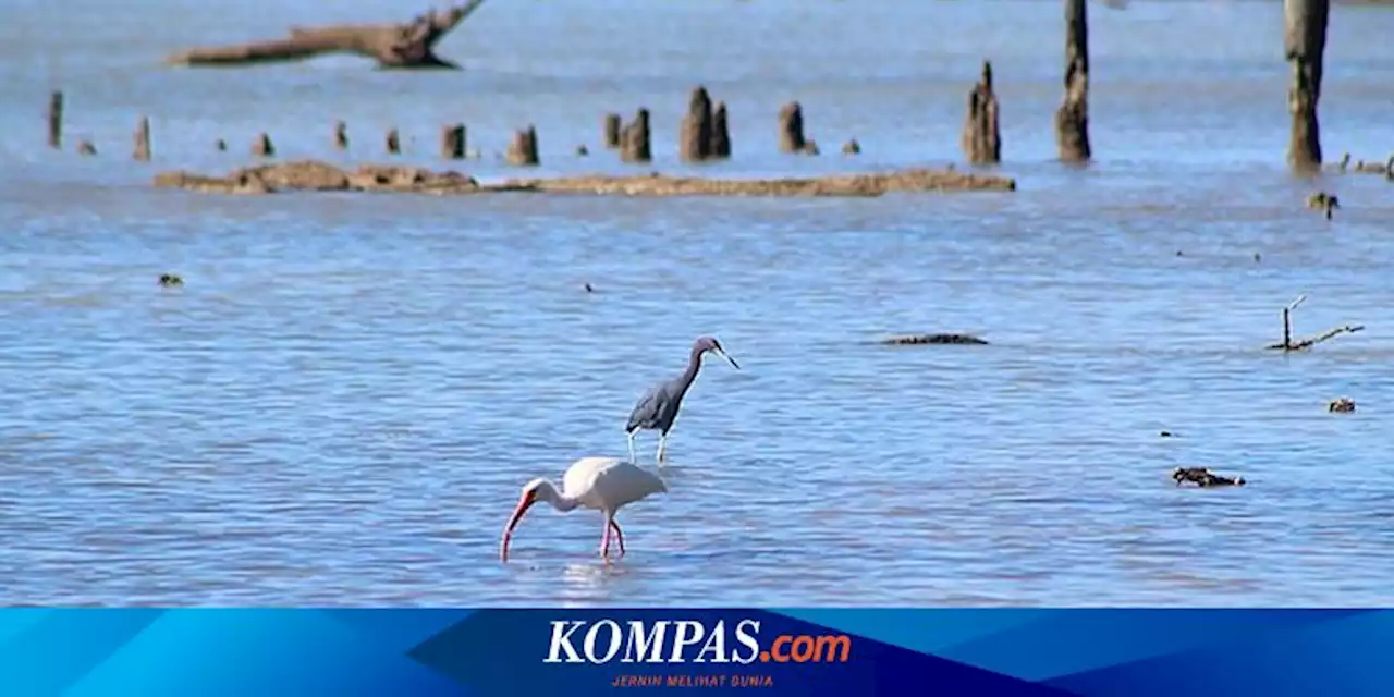 Suhu Laut di Florida Selatan AS Menghangat, Apa yang Terjadi?