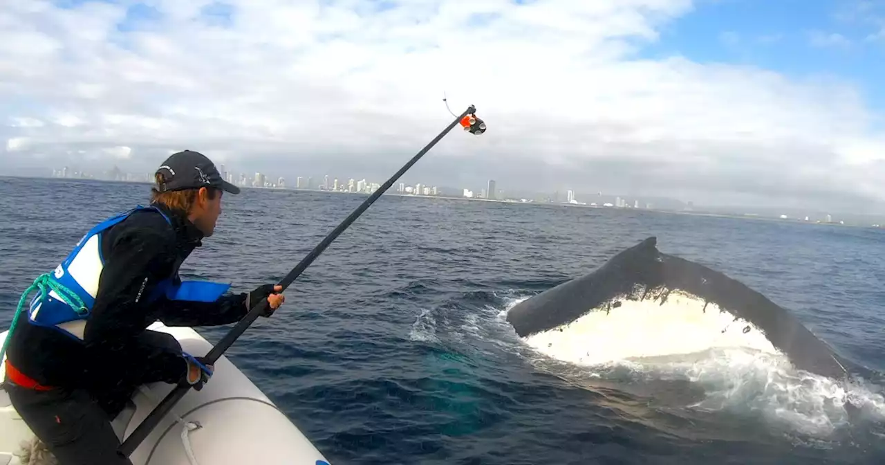 This video from a humpback 'whale spa' shows skin care is serious — and social