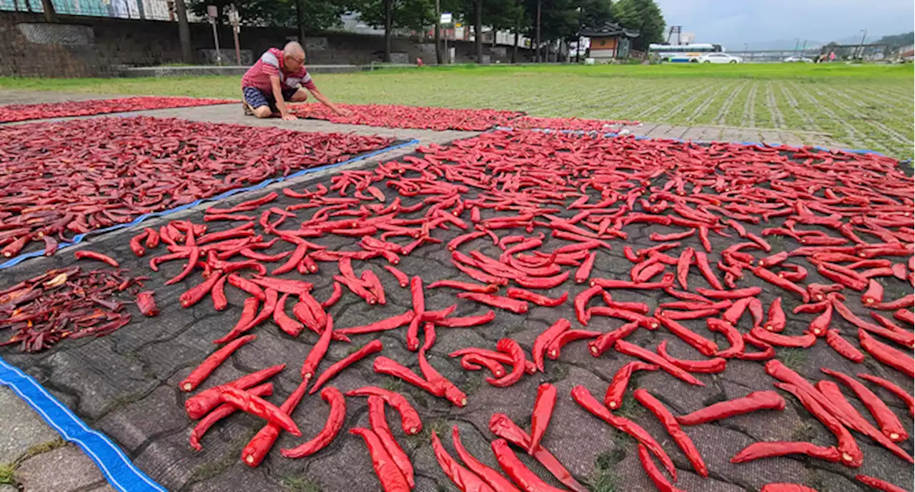 무더위 잠깐 안녕···내일부터 중부지방 최대 150mm 폭우