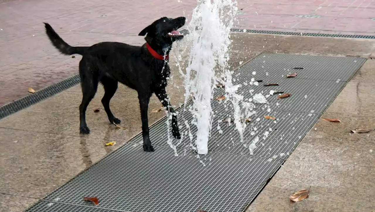 Canicule : comment protéger les chats et les chiens pendant les fortes chaleurs