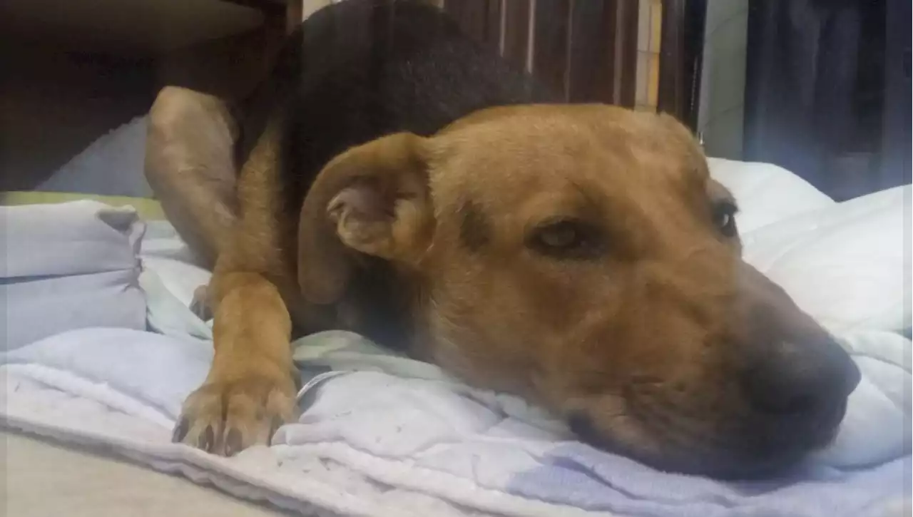 Crispiano, il cane Max picchiato e accoltellato perché non voleva giocare con dei ragazzi: si cercano i responsabili