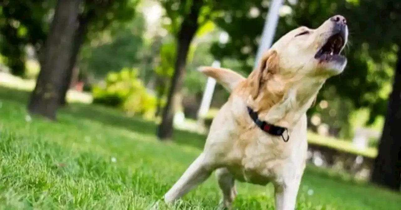 Imputan a la dueña de un perro labrador que atacó y lastimó a un niño en Unquillo | Ciudadanos