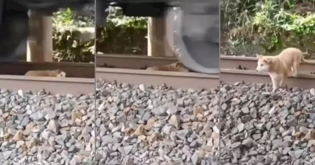 Milagro sobre ruedas: el increíble caso del perro que sobrevivió de ser aplastado por un tren | Viral