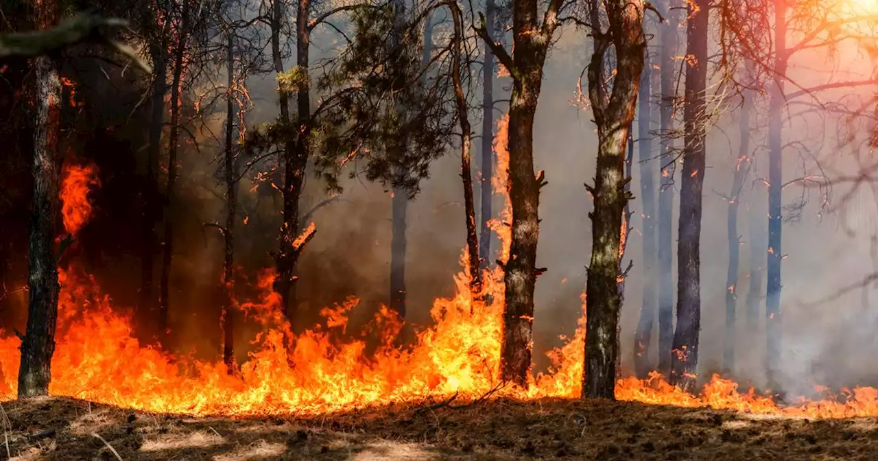 Hautes-Alpes: des centaines de pompiers déployés pour lutter contre un incendie