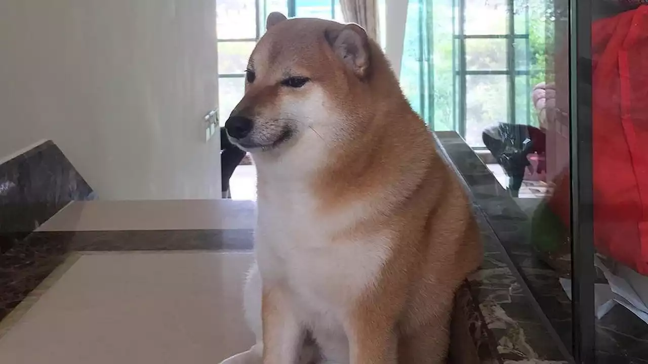 Anjing Shiba Inu Cheems Balltze yang Populer Sebagai Meme Mati di Usia 12 Tahun