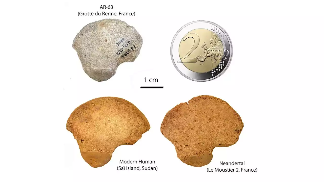 Unknown 'anatomically modern human lineage' discovered from 40,000-year-old hip bone