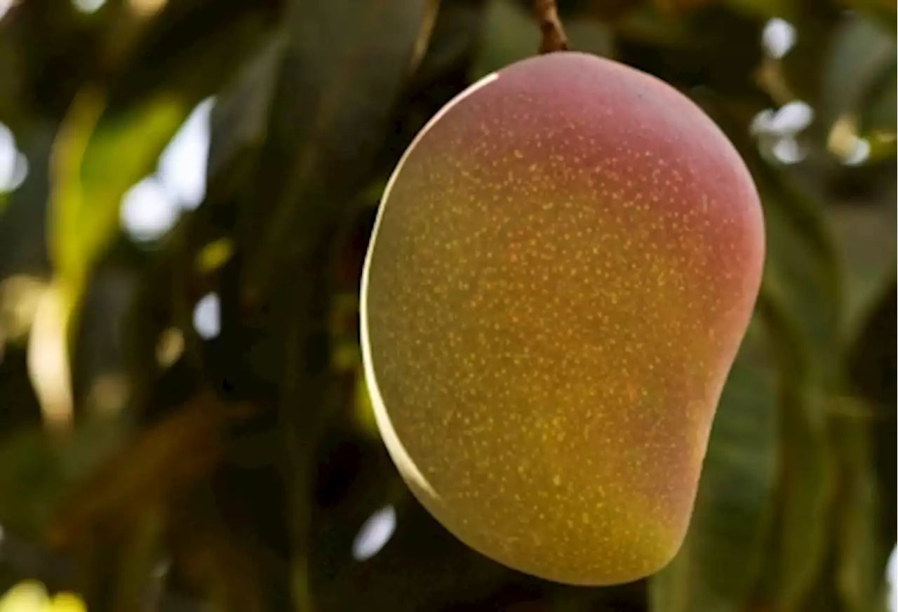 China targets Taiwanese mangoes in latest import suspension