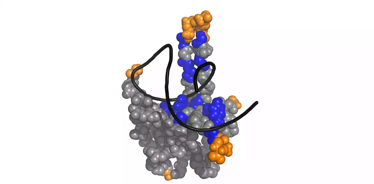 SARS-CoV-2: The grasping fingers of the viral N protein