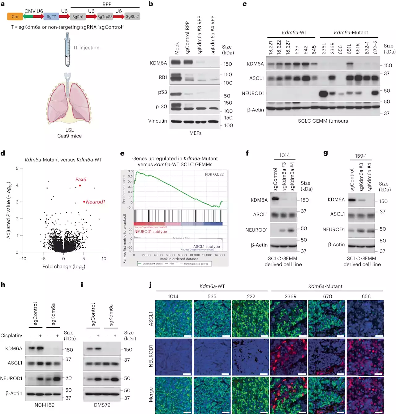 Uncovering the role of KDM6A in epigenetic regulation of subtype plasticity in small cell lung cancer