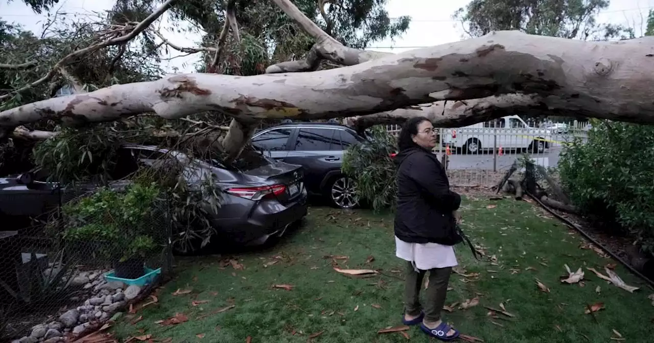 Storm Hilary uproots trees in California as it takes aim at Nevada